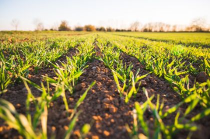 Misure di biosicurezza e di controllo negli stabilimenti di suini siti in zone soggette a restrizione per PSA 